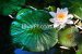 Photo Nature Royalty free photo waterlily 004
