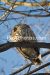 Photo Animals Royalty free photo bird 026