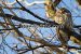 Photo Animals Royalty free photo bird 027