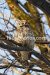 Photo Animals Royalty free photo bird 028